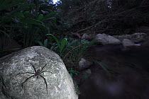 Spider (Ctenidae) in rainforest, Sierra Nevada de Santa Marta, Colombia