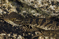 Jesus Christ Lizard (Basiliscus basiliscus) female, Sierra Nevada de Santa Marta, Colombia