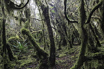 Paramo ecosystem 3000m above sea level with dwarfed trees and mosses, Chingaza National Park, Colombia