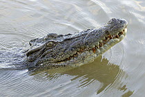 Saltwater Crocodile (Crocodylus porosus) swimming, Northern Territory, Australia