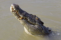 Saltwater Crocodile (Crocodylus porosus) swimming, Northern Territory, Australia
