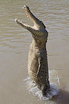Saltwater Crocodile (Crocodylus porosus) jumping out of water, Northern Territory, Australia