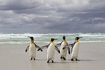 King Penguin (Aptenodytes patagonicus) group returning from the sea, Volunteer Point, Falkland Islands