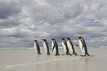 King Penguin (Aptenodytes patagonicus) group on beach walking into surf, Volunteer Point, Falkland Islands