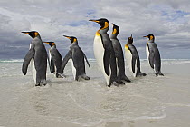 King Penguin (Aptenodytes patagonicus) group on beach walking into surf, Volunteer Point, Falkland Islands