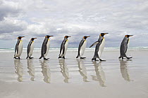 King Penguin (Aptenodytes patagonicus) group walking on beach, Volunteer Point, Falkland Islands