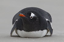Gentoo Penguin (Pygoscelis papua) resting, Volunteer Point, Falkland Islands