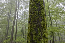 European Beech (Fagus sylvatica) forest in mist, Spessart, Germany