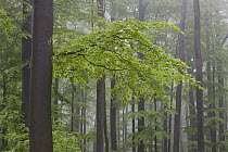 European Beech (Fagus sylvatica) forest in mist, Spessart, Germany