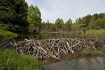 European Beaver (Castor fiber) dam, Bieszczady, Poland