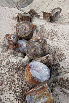 Petrified wood segments from a large tree, Petrified Forest National Park, Arizona