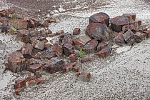 Petrified wood segments, Petrified Forest National Park, Arizona