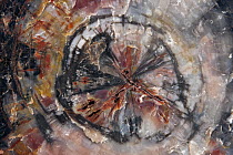 Petrified wood, cut and polished with intricate patterns and colors, Petrified Forest National Park, Arizona