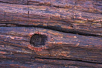 Petrified wood, Petrified Forest National Park, Arizona
