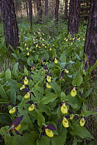 Pink Lady Slipper Orchid (Cypripedium calceolus) group flowering in woodland, Austria