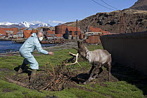 Caribou (Rangifer tarandus) researcher trying to free animal entangled in wire ropes from old whaling station, Leith Harbor, South Georgia Island