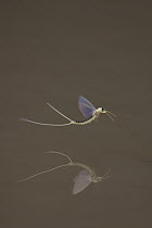 Tisza Mayfly (Palingenia longicauda) flying over water after hatching, Tisza River, Hungary