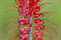 Grevillea (Grevillea dryandri) flower, Kakadu National Park, Australia