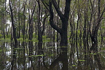 Paperbark (Melaleuca quinquenervia) forest in the wet season after bushfire, Kakadu National Park, Australia