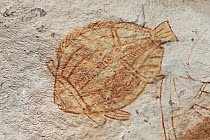 Aboriginal rock art of fish, Kakadu National Park, Australia