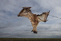 Flying Fox (Pteropus sp) caught in barbed wire fence, Queensland, Australia