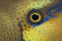 Unicornfish (Naso vlamingii) eye, Great Barrier Reef, Australia