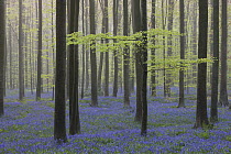 English Bluebell (Hyacinthoides nonscripta) flowering in forest, Hallerbos, Belgium