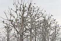Great Cormorant (Phalacrocorax carbo) colony nesting in dead trees, Mecklenburg-Vorpommern, Germany