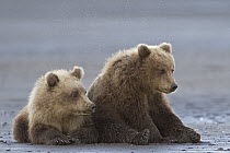 Grizzly Bear (Ursus arctos horribilis) cubs, Lake Clark National Park, Alaska