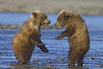 Grizzly Bear (Ursus arctos horribilis) cubs play fighting, Lake Clark National Park, Alaska