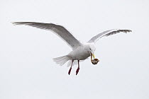 Glaucous-winged Gull (Larus glaucescens) dropping mussel from air to crack the shell and get the meat out, Lake Clark National Park, Alaska