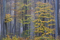 European Beech (Fagus sylvatica) trees in fall colors, Hessen, Germany