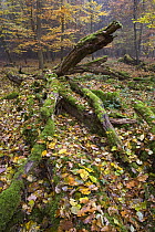 European Beech (Fagus sylvatica) trees in fall colors with fallen logs, Hessen, Germany