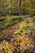 European Beech (Fagus sylvatica) trees in fall colors, Hessen, Germany