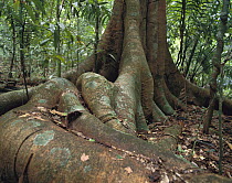 Fig (Ficus insipida) tree with large roots in old growth rainforest, Barro Colorado Island, Panama