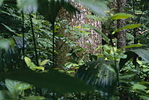 Tree trunk seen through understory rainforest vegetation, Barro Colorado Island, Panama