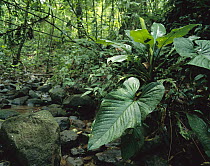 Shade plants with their large leaves cover the banks of forest creek, Barro Colorado Island, Panama
