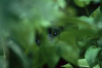 Mantled Howler Monkey (Alouatta palliata) eyes seen through vegetation, Barro Colorado Island, Panama