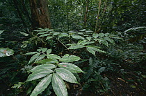 Dichorisandra (Dichorisandra sp) arranges all leaves in one plane to avoid self shading, Barro Colorado Island, Panama