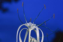 Beach Spiderlily (Hymenocallis littoralis) opens its flowers in late afternoon and releases a sweet scent soon after sunset to attract the moths that pollinate it, Barro Colorado Island, Panama