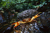 Short-tailed Crab (Potamocarcinus sp) in defensive posture, Barro Colorado Island, Panama
