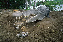American Crocodile (Crocodylus acutus) female digging up buried eggs after her babies start to hatch, Barro Colorado Island, Panama