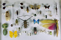 Left to right, from top: Blue Helicopter Damselfly (Megaloprepus coerulatus), Mydas Fly (Mydidae), Saw-nosed Planthopper (Cathedra serrata), Metalmark (Lymnas pixe), Grasshopper (Proscopia panamensis)...