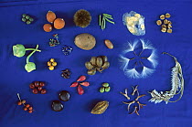 Seed diversity, Barro Colorado Island, Panama