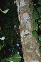 Cocoa woodcreeper (Xiphorhynchus susurrans), Barro Colorado Island, Panama
