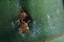Ant (Azteca sp) pair coming out of a hole in stem of Cecropia (Cecropia sp) plants that offer ants space and food in exchange for protection against herbivores, Barro Colorado Island, Panama