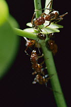 Ponerine Ant (Ectatomma sp) tending sap-sucking treehoppers in exchange for honeydew, Barro Colorado Island, Panama