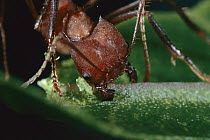 Leafcutter Ant (Atta columbica) worker cutting little piece out of leaf, Barro Colorado Island, Panama