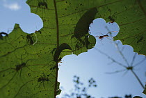 Leafcutter Ant (Atta columbica) workers cutting little pieces out of leaves, Barro Colorado Island, Panama