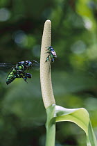 Orchid Bee (Euglossa sp) and large Orchid Bee (Exaerete sp) attracted to sweet scent of flower, Barro Colorado Island, Panama